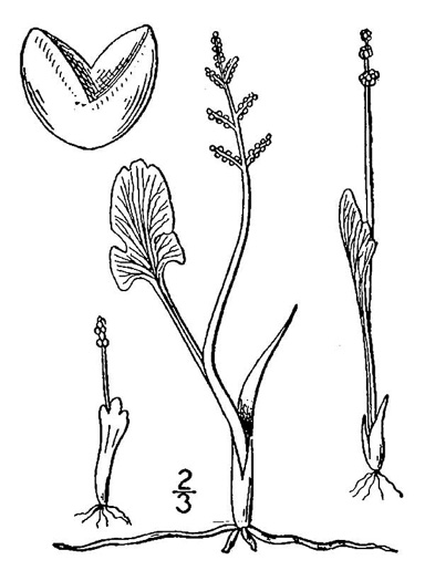 image of Botrychium simplex var. simplex, Least Moonwort