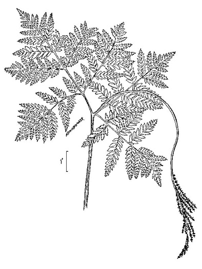 drawing of Botrypus virginianus, Rattlesnake Fern, Sang-find