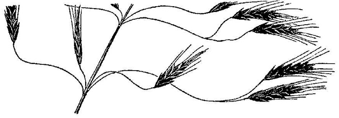 image of Bromus arvensis, Field Brome