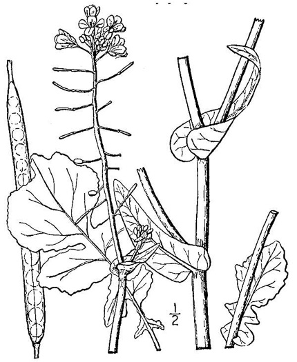 image of Brassica rapa, Turnip, Field Mustard, Field Rape, Chinese Cabbage
