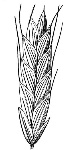 drawing of Bromus commutatus, Hairy Chess, Meadow Brome