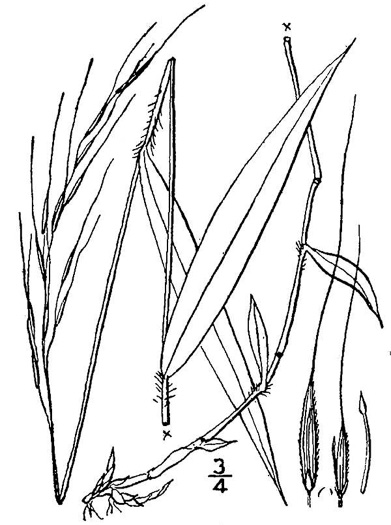 image of Brachyelytrum erectum, Bearded Shorthusk, Common Shorthusk