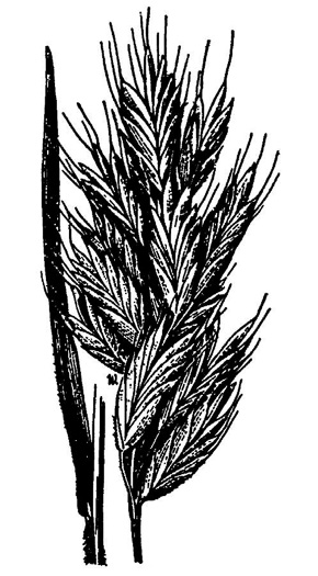 image of Bromus hordeaceus ssp. hordeaceus, Soft Chess, Lopgrass, Soft Brome
