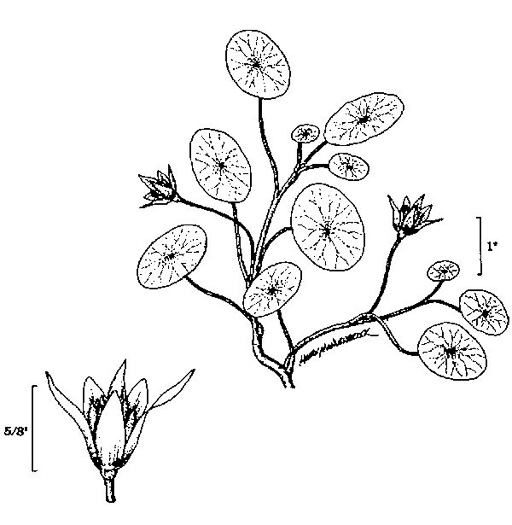 image of Brasenia schreberi, Water-shield, Purple Wen-dock