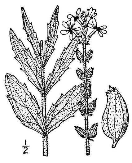 image of Buchnera floridana, Savanna Bluehearts, Florida Bluehearts, Buchnera