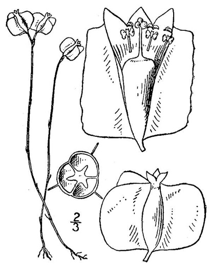 drawing of Burmannia biflora, Violet Burmannia, Northern Bluethread, Blue Burmannia
