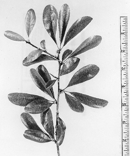 image of Sideroxylon lanuginosum ssp. lanuginosum, Eastern Gum Bumelia, Eastern Gum Bully