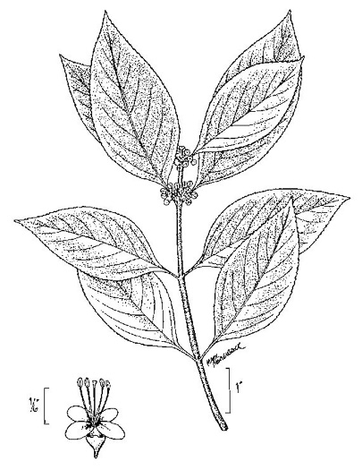 image of Callicarpa americana, American Beautyberry, French-mulberry, Beautybush