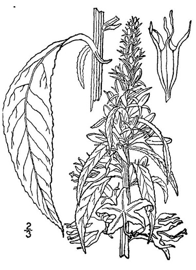 drawing of Campanulastrum americanum, Tall Bellflower
