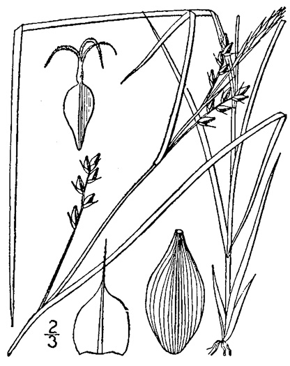 image of Carex amphibola, Eastern Narrowleaf Sedge