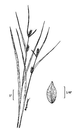 image of Carex amphibola, Eastern Narrowleaf Sedge
