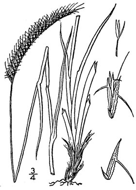 image of Ctenium aromaticum, Toothache Grass, Orange Grass