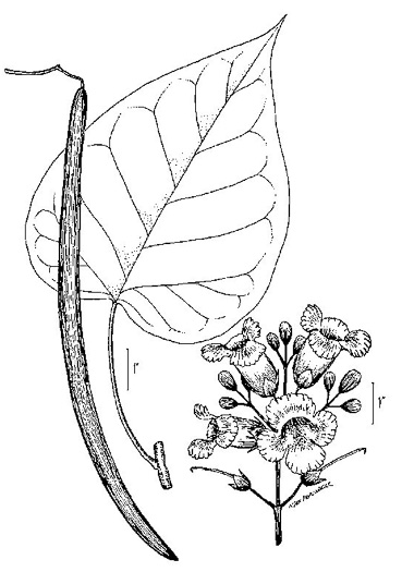 drawing of Catalpa bignonioides, Southern Catalpa, Fishbait Tree, Cigar Tree