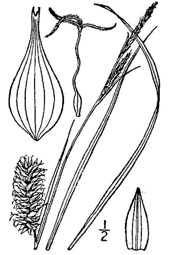 image of Carex bullata var. bullata, Button Sedge
