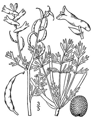 image of Corydalis halei, Southern Corydalis