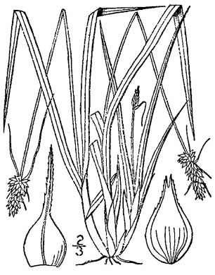 image of Carex cephalophora, Oval-leaf Sedge