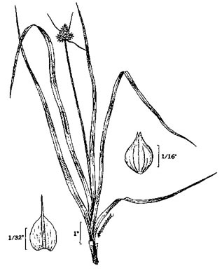 image of Carex cephalophora, Oval-leaf Sedge