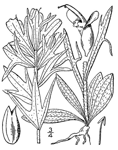 image of Castilleja coccinea, Eastern Indian Paintbrush, Scarlet Indian Paintbrush