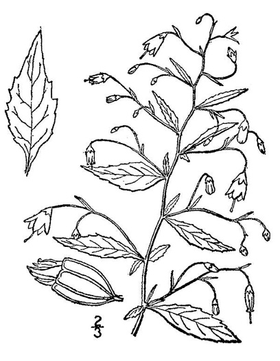 drawing of Campanula divaricata, Southern Harebell, Appalachian Bellflower