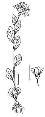 image of Cardamine douglassii, Limestone Bittercress, Douglass's Bittercress, Purple Cress, Pink Spring-cress