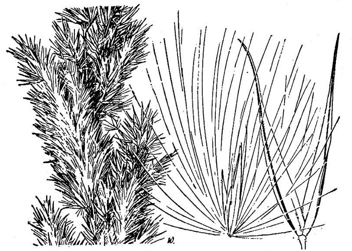 image of Calamagrostis epigejos, Bushgrass, Feathertop