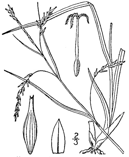 image of Carex flexuosa, Flexuous White-edge Sedge, Rudge’s White-edge Sedge