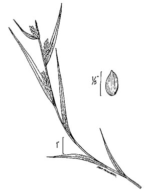image of Carex flaccosperma, Meadow Sedge, Blue Wood Sedge, thinfruit sedge
