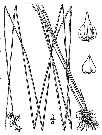 image of Carex atlantica, Prickly Bog Sedge