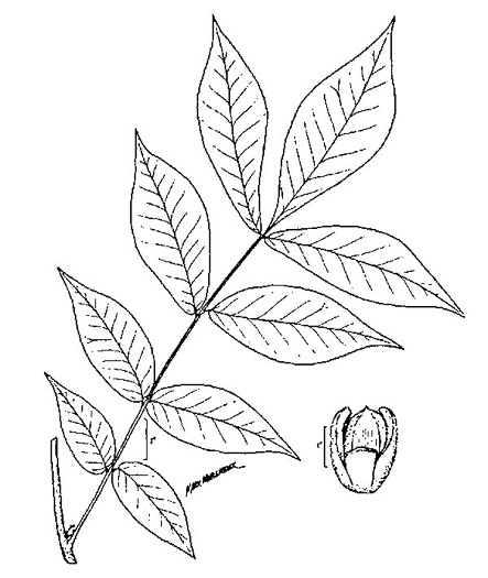 drawing of Carya laciniosa, Big Shellbark Hickory, Kingnut Hickory