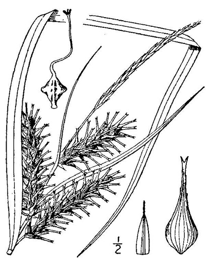 image of Carex lupuliformis, False Hop Sedge