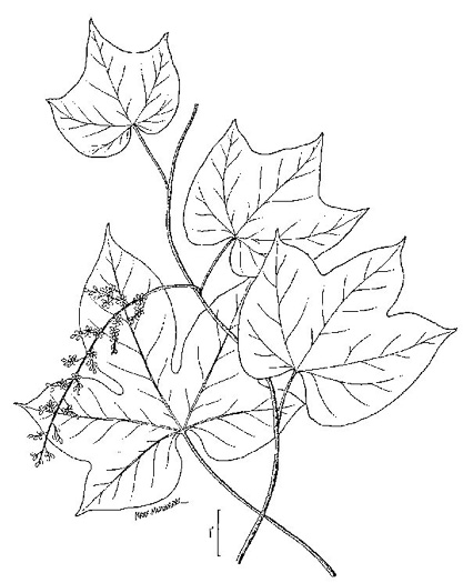 image of Calycocarpum lyonii, Cupseed, Lyonia-vine