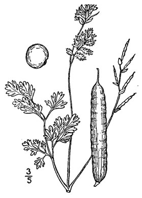 drawing of Corydalis micrantha, Slender Corydalis