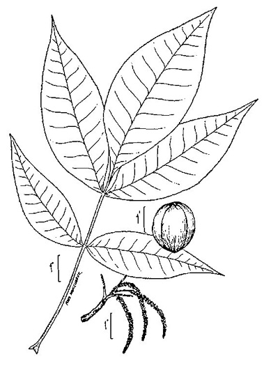 drawing of Carya ovata, Common Shagbark Hickory