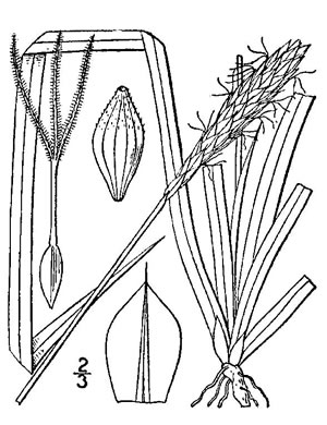 image of Carex picta, Painted Sedge