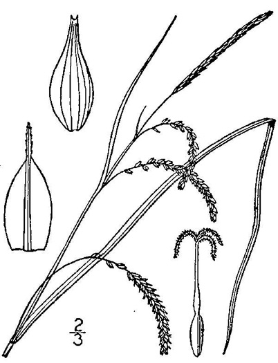 image of Carex prasina, Necklace Sedge, Drooping Sedge