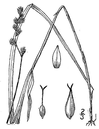 image of Carex projecta, Necklace Sedge
