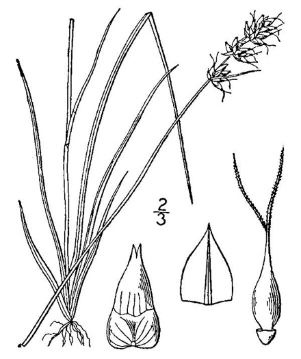 image of Carex retroflexa, Reflexed Sedge