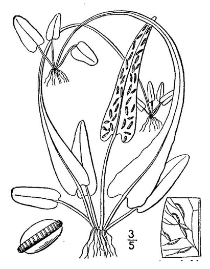 drawing of Asplenium rhizophyllum, Walking Fern