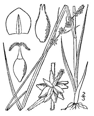 image of Carex rosea, Rosy Sedge