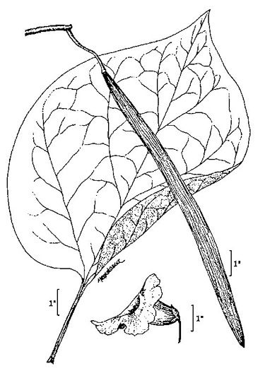 drawing of Catalpa speciosa, Northern Catalpa, Indian Cigar Tree, Catawba Tree