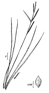 image of Carex stricta, Tussock Sedge, Upright Sedge