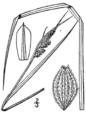 image of Carex swanii, Swan's Sedge