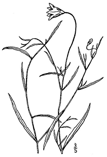 drawing of Palustricodon aparinoides var. grandiflorus, Largeflower Marsh-bellflower