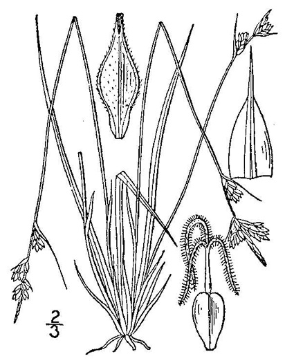 image of Carex albicans var. albicans, White-tinged Sedge, Architectural Sedge