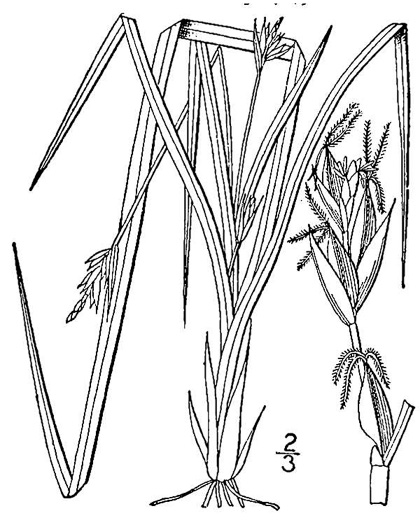image of Carex willdenowii, Willdenow's Sedge