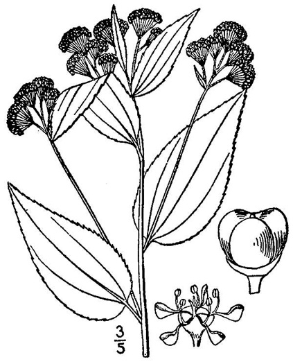 image of Ceanothus americanus +, New Jersey Tea, Redroot