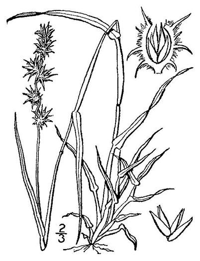 image of Cenchrus longispinus, Northern Sandspur, Common Sandspur, ongbristle Sandbur