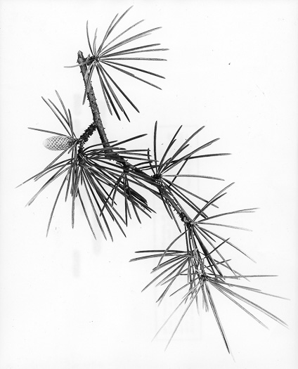 drawing of Cedrus deodara, Deodar Cedar