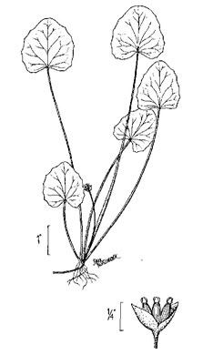 drawing of Centella erecta, Centella, Erect Coinleaf, False Pennywort