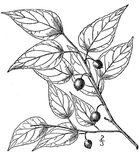 drawing of Celtis pumila, Georgia Hackberry, Dwarf Hackberry